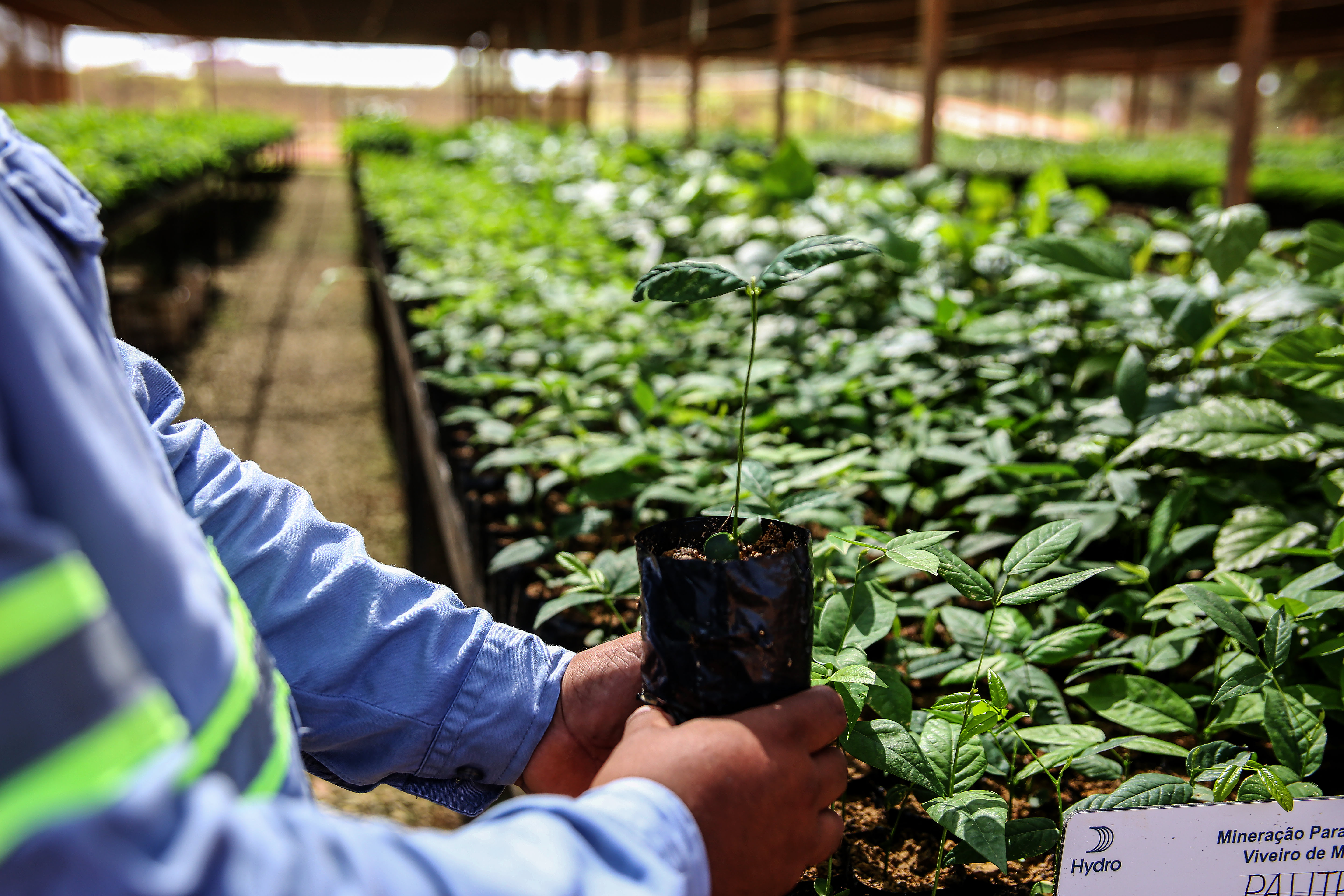 a person holding a plant