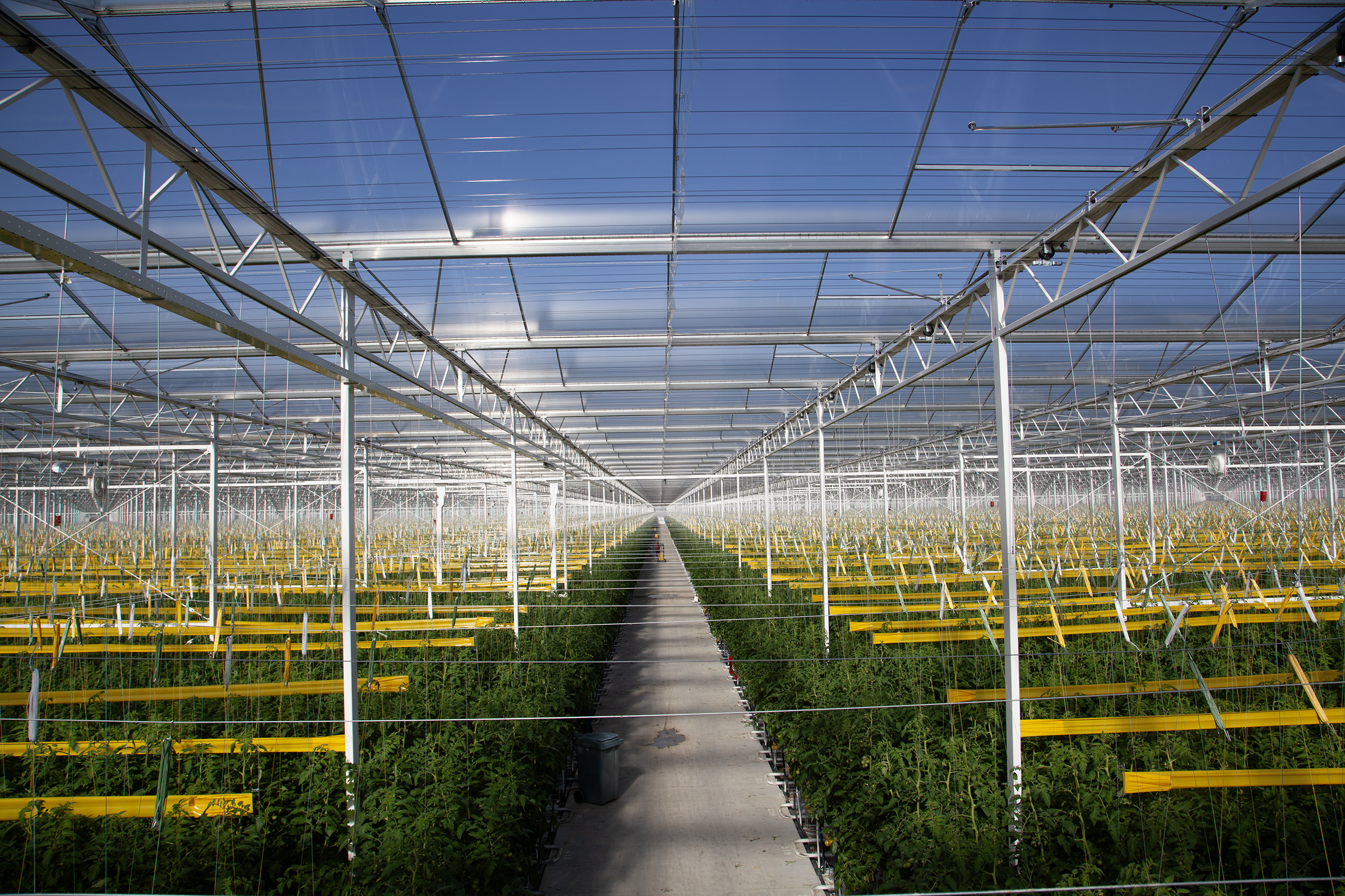a greenhouse with rows of plants