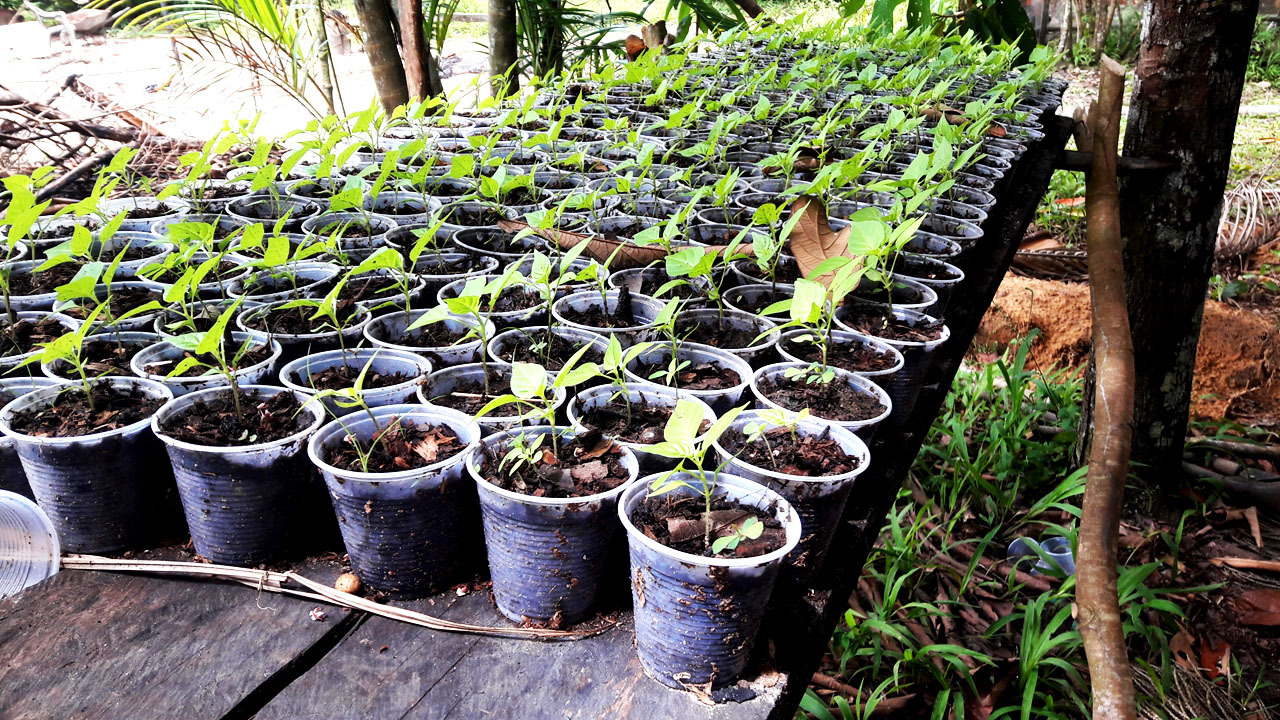 Projeto Ativa Barcarena